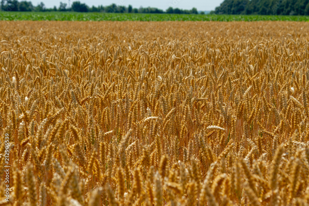 A magnificent field of elite ripe wheat. Experimental grade of excellent high-yielding cereals. Focus on the center of the frame, with a blur around the edges. A magnificent field of elite ripe wheat. Experimental grade of excellent high-yielding cereals. Focus on the center of the frame, with a blur around the edges.