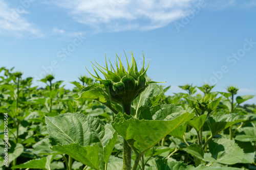 The young green sunflower has not yet blossomed. The flower is just beginning to form surrounded by green leaves. With a background of the same green sunflowers.