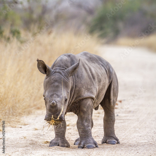 Southern white rhinoceros in Kruger National park, South Africa   Specie Ceratotherium simum simum family of Rhinocerotidae © PACO COMO
