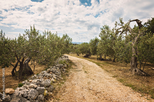 Rural olive grove