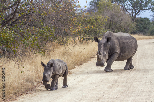 Southern white rhinoceros in Kruger National park  South Africa   Specie Ceratotherium simum simum family of Rhinocerotidae