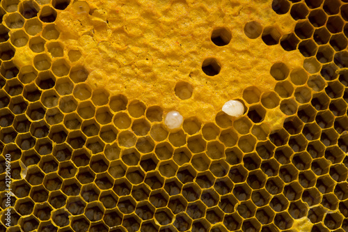 Closeup view of the working bees on honeycomb, Honey cells pattern, BeekeepingHoneycomb texture.
