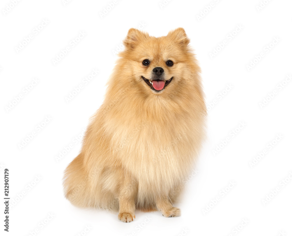 Obraz premium Pomeranian on a white background