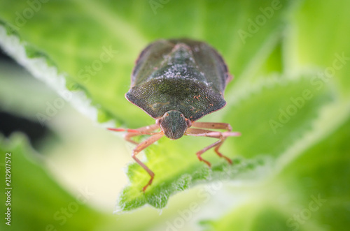 The bug the green tree shield Palomena prasina sits on the leaf