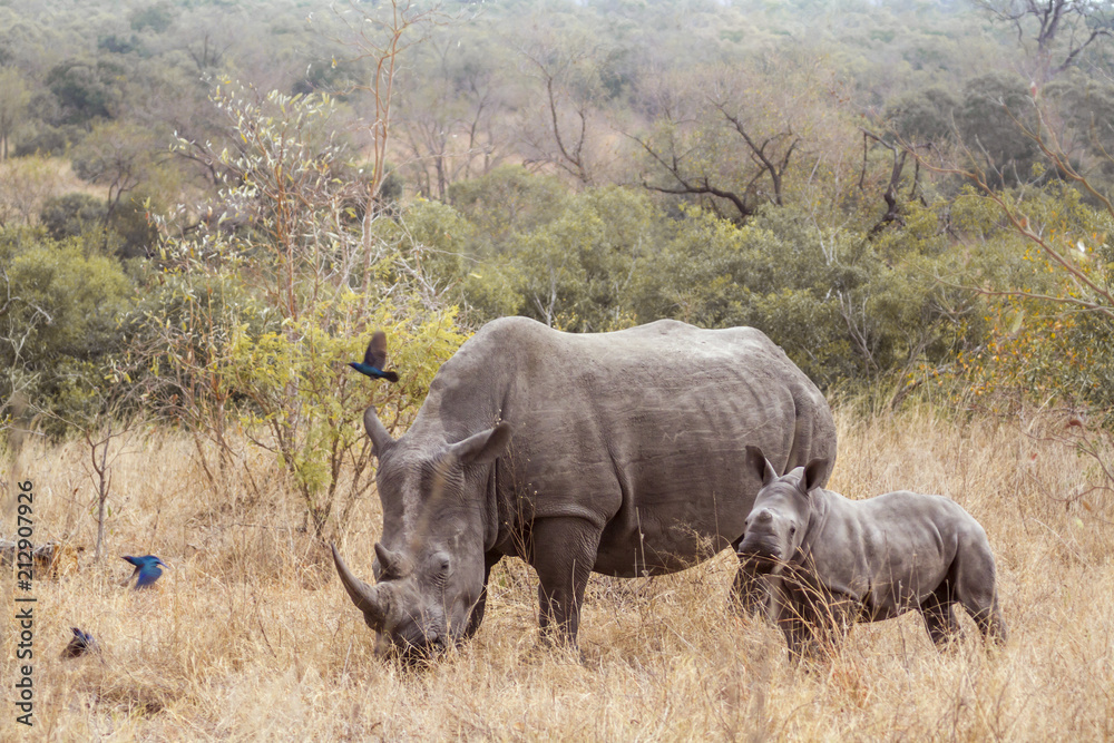 Fototapeta premium Nosorożec biały z południowej Afryki w Parku Narodowym Krugera; Gatunek Ceratotherium simum simum rodzina Rhinocerotidae