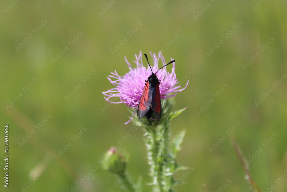 butterfly collects nectar