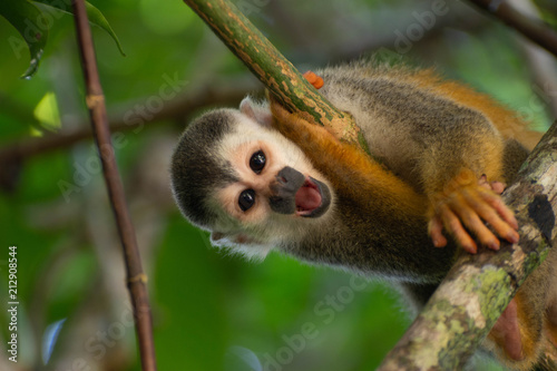 Squirrel monkey 4 © sarahjane71