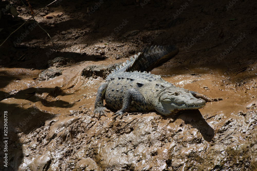 Fototapeta premium Crocodile, Costa Rica