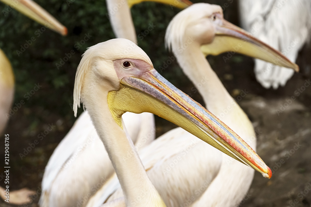 White Pelicans (Pelecanus erythrorhynchos) i White Pelicans (Pelecanus erythrorhynchos) i