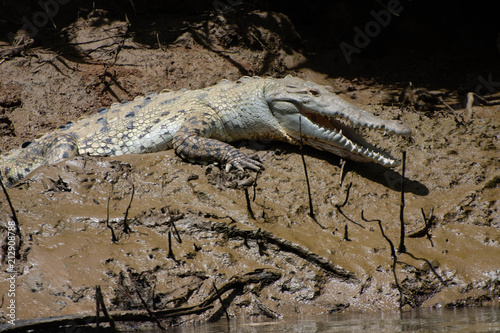Costa Rican Crocodile