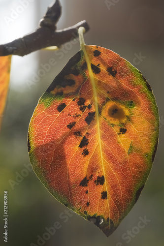 Pear rust (Gymnosporangium sabinae ) photo