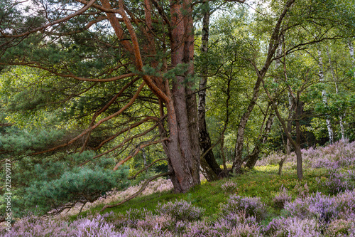 Kiefern, Birken, und blühende Heide im Naturschutzgebiet Fischbeker Heide bei Tag. photo