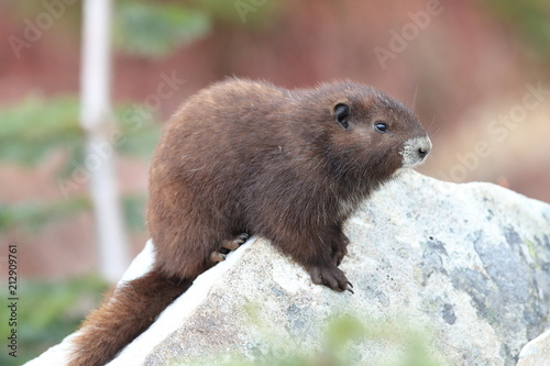 Vancouver Island Marmot, Marmota vancouverensis,  Mount Washington, Vancouver Island, BC, Canada photo