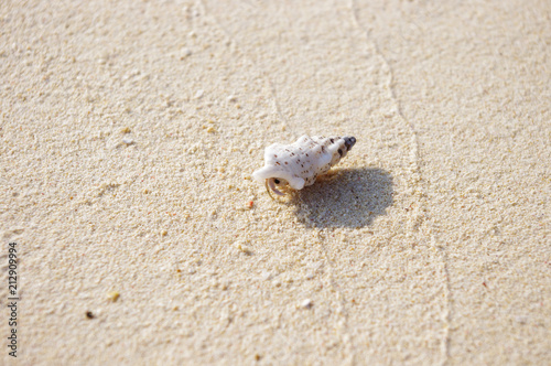 砂浜の白いヤドカリ