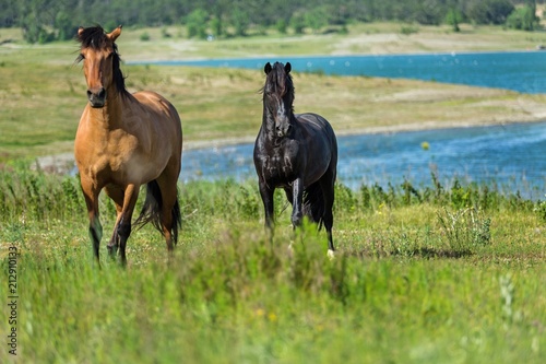 Black and Bay Horses on a Pasture