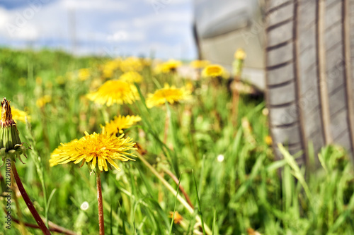 Car standing on the roadside overgrown by blossoming dandelions