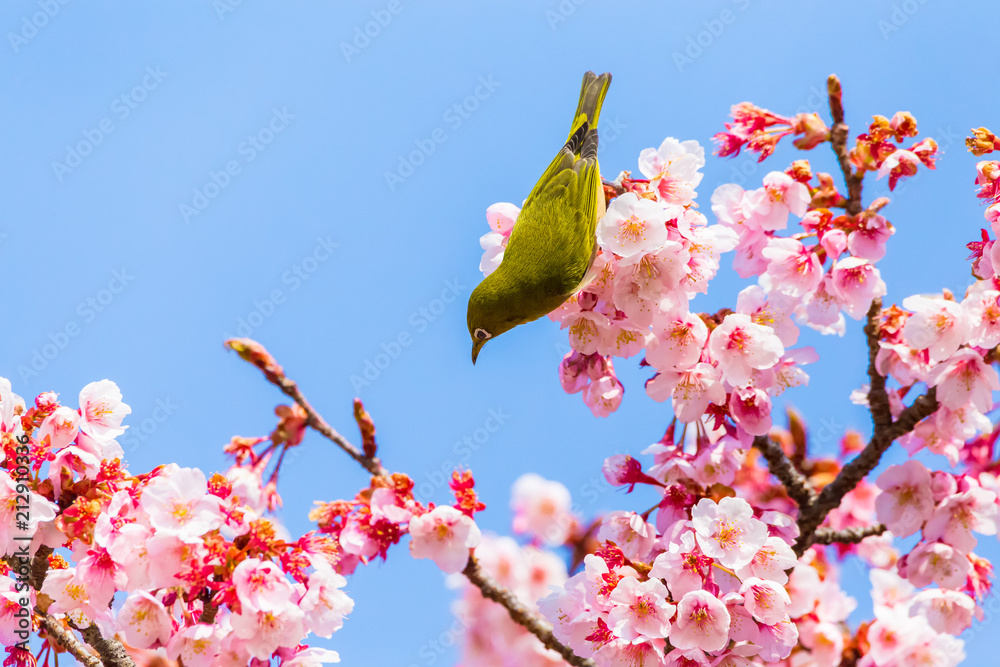 Japanese White-eye.The background is cherry blossoms(Japanese name is Kanzakura). Located in Tokyo Prefecture Japan. Japanese White-eye.The background is cherry blossoms(Japanese name is Kanzakura). Located in Tokyo Prefecture Japan.