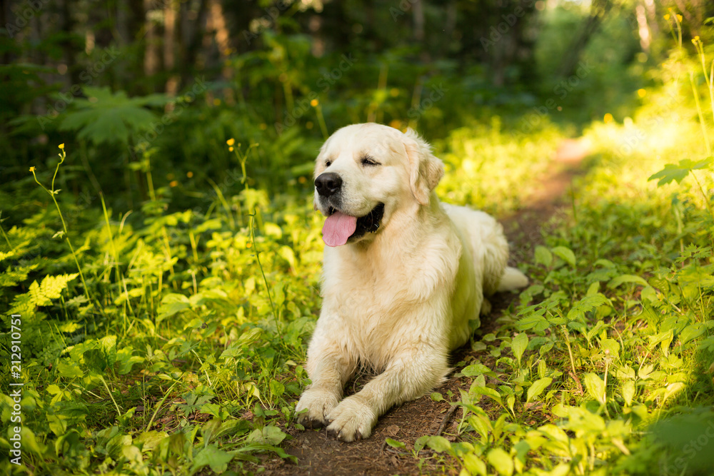 Portrait of white dog breed golden retriever lying in the forest at sunset Portrait of white dog breed golden retriever lying in the forest at sunset