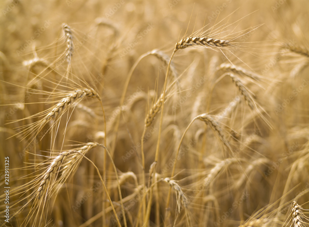 ears of golden wheat on the field with blurred background ears of golden wheat on the field with blurred background