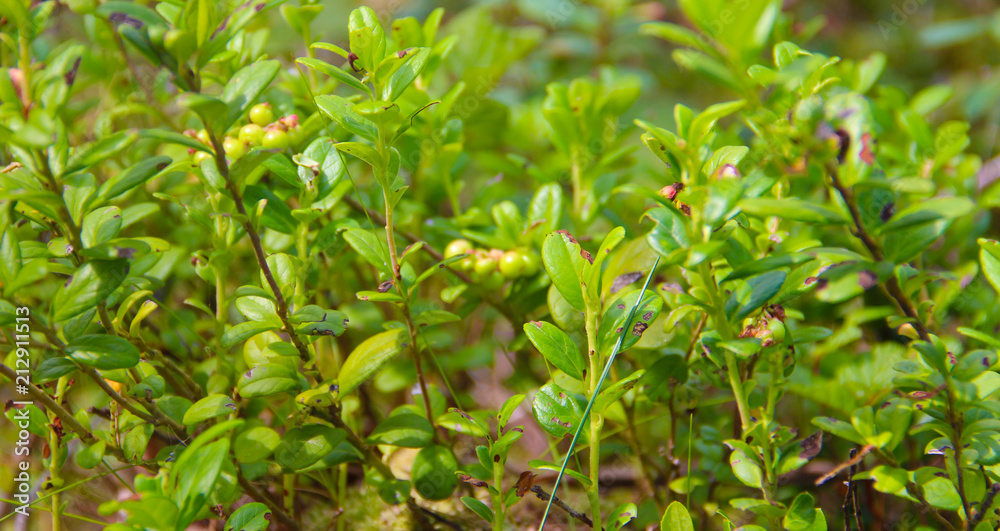 Vaccinium vitis idaea. Lingonberry or cowberry is growing in the swamp. Harvest in the forest