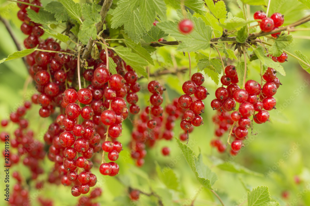 red currant in the garden. red currant in the garden.