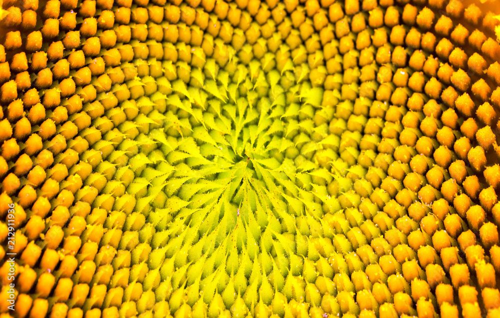 Closeup of the inside part of a sunflower Closeup of the inside part of a sunflower