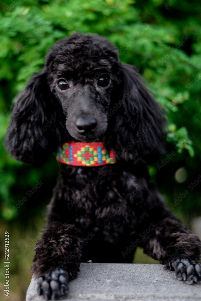 muzzle of a black young poodle muzzle of a black young poodle