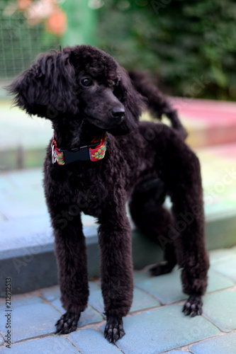 playful black poodle