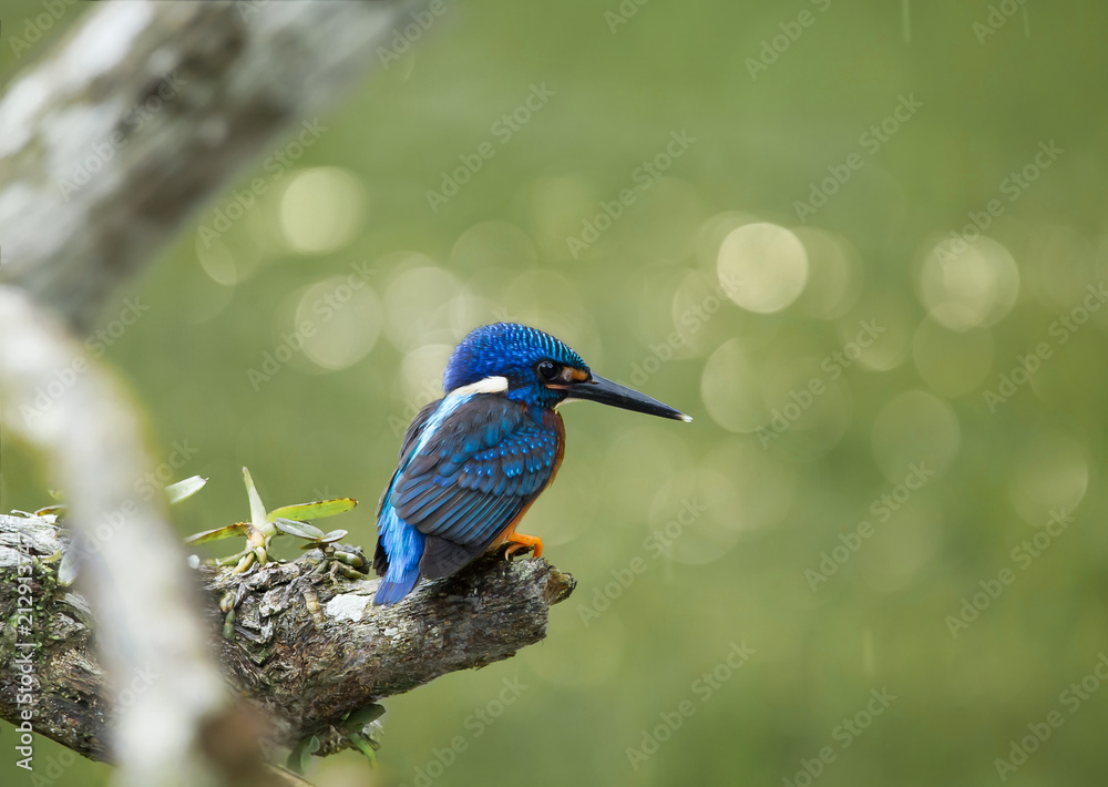 Obraz premium Blue-eared Kingfisher (Alcedo meninting) on a branch tree.