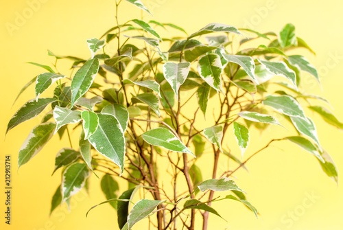 Green plant on a yellow background