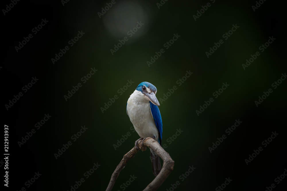 Collared kingfisher, White-collared kingfisher, Mangrove kingfisher ( Todiramphus chloris) on a branch with a green backdrop. Collared kingfisher, White-collared kingfisher, Mangrove kingfisher ( Todiramphus chloris) on a branch with a green backdrop.