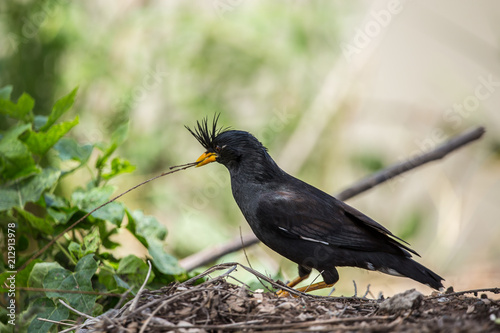 White-vented Myna ( Acridotheres grandis) of Thailand.
