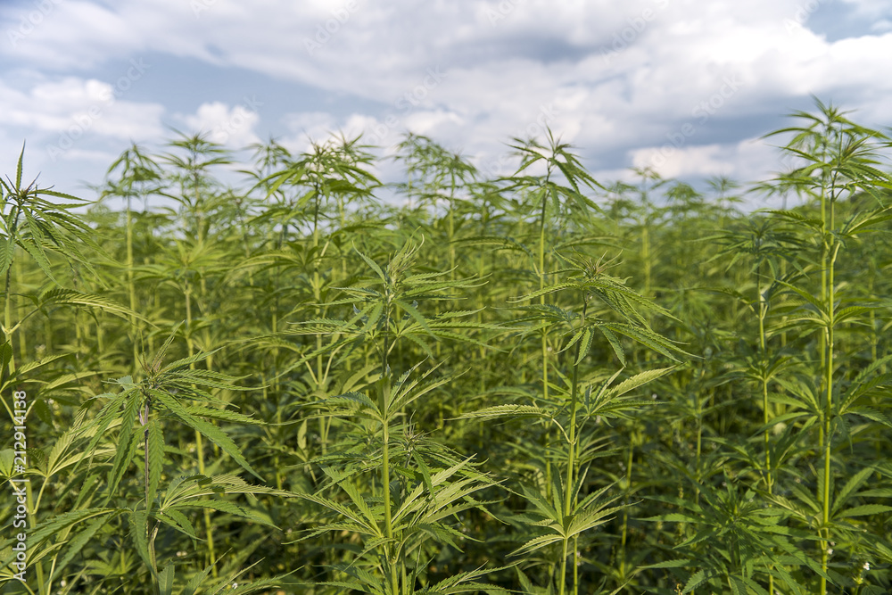 Obraz premium Field of young green medical cannabis.