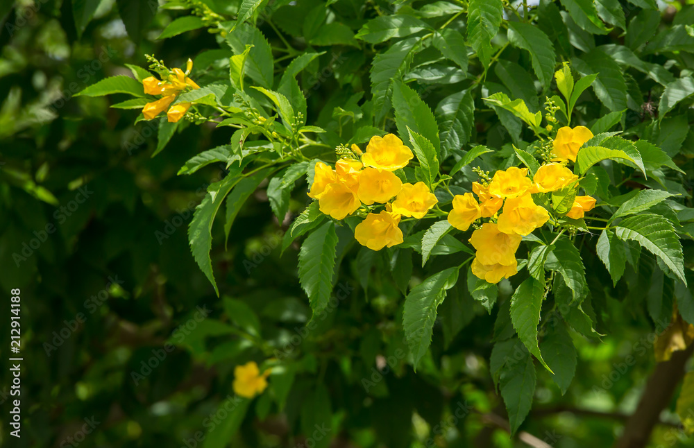 Tecoma stans tree in garden.