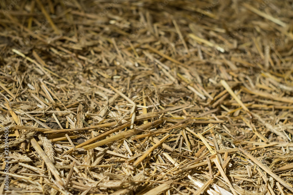 Background of chopped straw Background of chopped straw