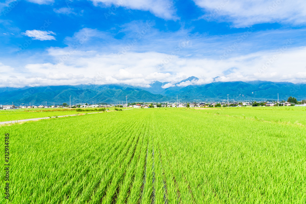 Naklejka premium 夏の信州 安曇野の田園風景