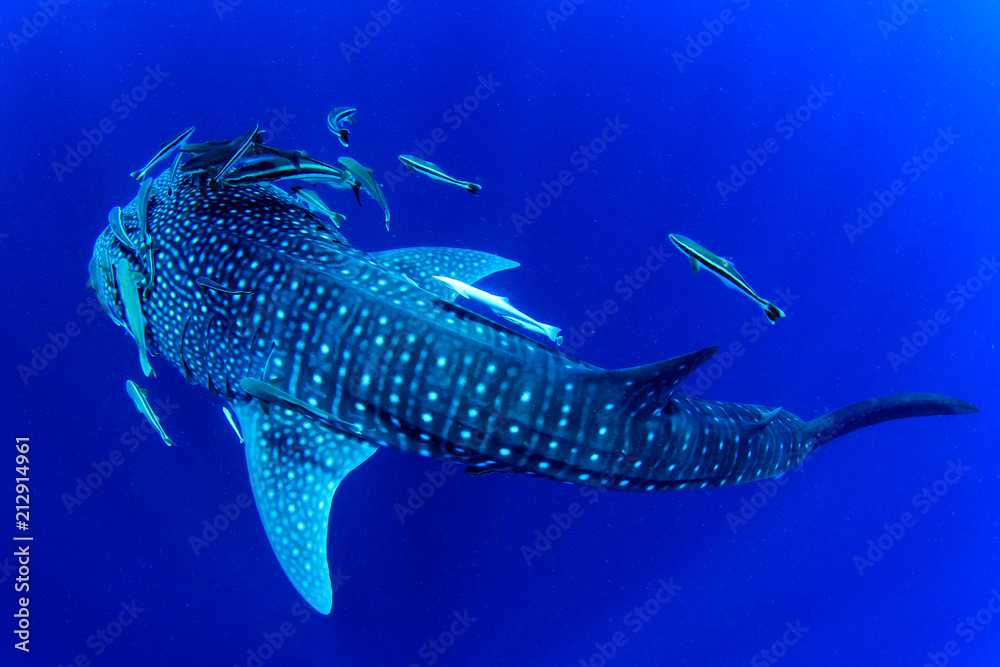 Obraz premium Rekin wielorybi
