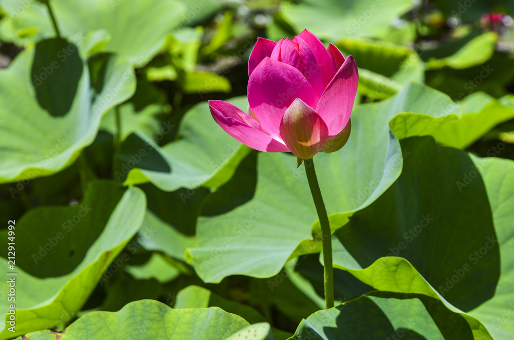 Beautiful Indian lotus flower (Nelumbo nucifera)