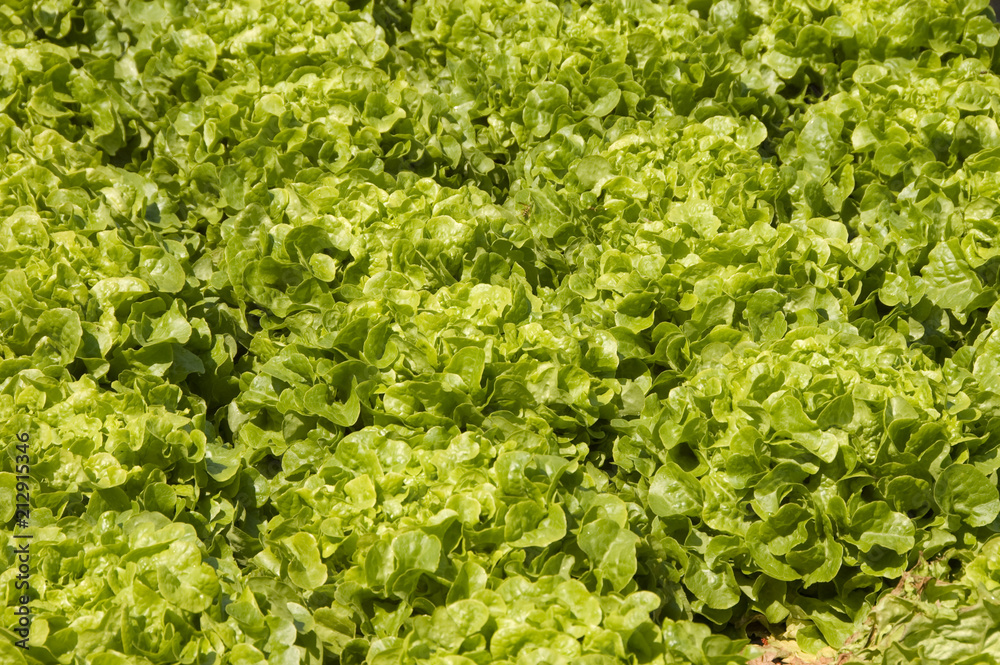 Grüner Eichblattsalat Grüner Eichblattsalat
