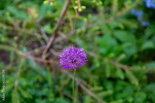 The flower of the perennial herbaceous plant Allium Aflatunense from the family Liliaceae 