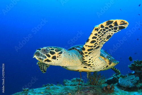 Hawksbill Sea Turtle  © Richard Carey
