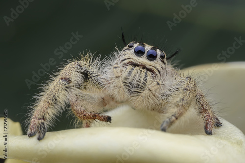 Super macro female Hyllus diardi or Jumping spider on flower