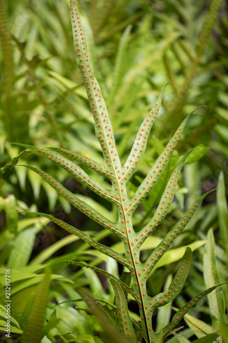 Green fern leaf texture with red dot of spore sacs in forest