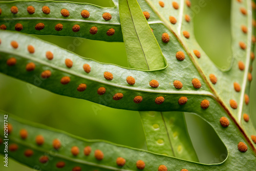 Green fern leaf texture with red dot of spore sacs overlapped by another leaf photo