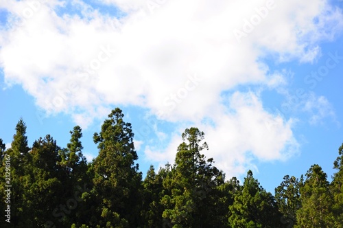  Forests and sky in Hehuan Mountain  Nantou  Taiwan