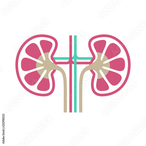 Kidneys human organ icon. Sign human kidneys. Kidneys symbol isolated on white background. Vector illustration