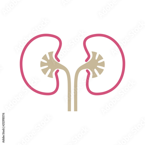 Kidneys human organ icon. Sign human kidneys. Kidneys symbol isolated on white background. Vector illustration