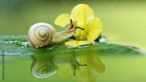 Time lapse shot of the land snail, bradybaena pellucida, eating the flower, HD, raw photo