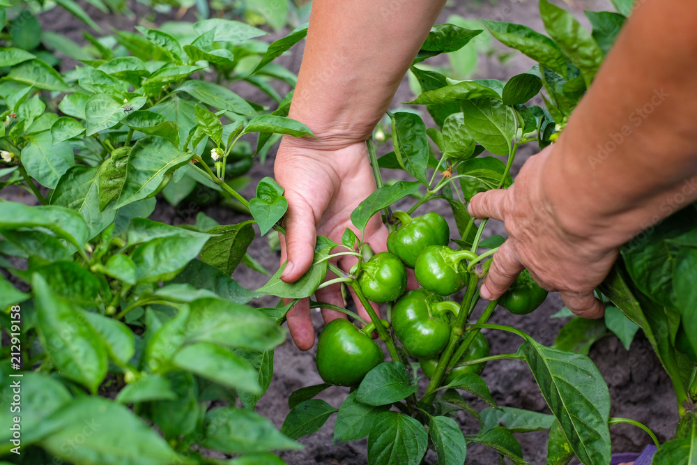 Hands of adult woman is holding a green pepper (paprika) on the garden background. The concept of growing vegetables.
