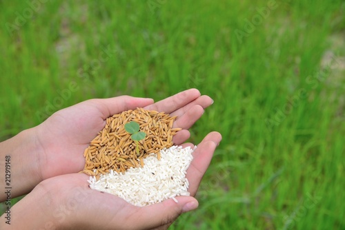hands holding rice and paddy with heart sign on green background, baby plant place in rice and paddy